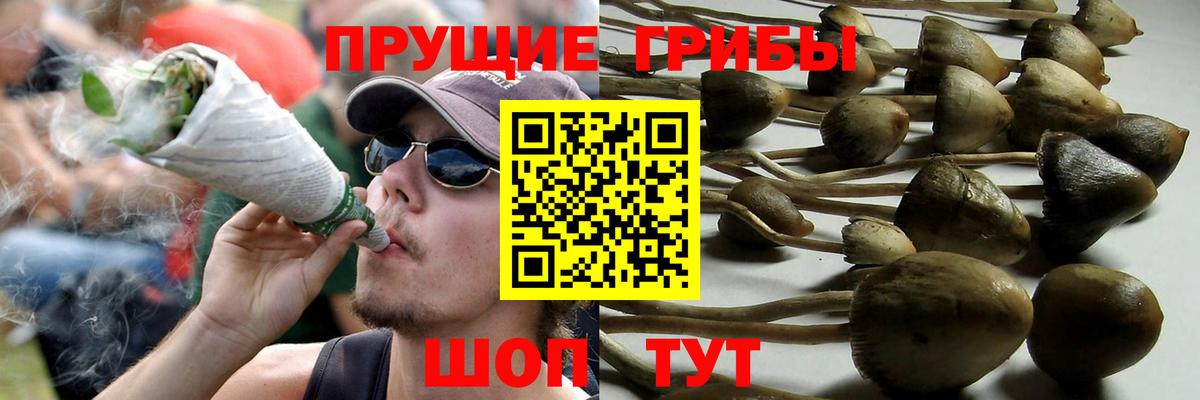 Псилоцибиновые грибы Psilocybe Ивантеевка
